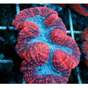 Lobophyllia Red white 