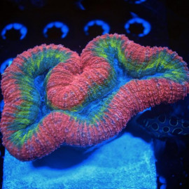 Lobophyllia Rainbow Australia CITES: 21NL295769/11