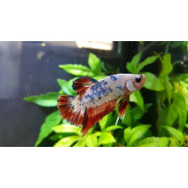 betta Macho Triband HM PK Grado AAA