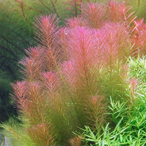 Rotala walichii