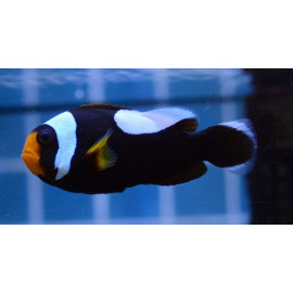 Amphiprion polymnus