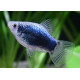 Platy azul xiphophorus maculatus