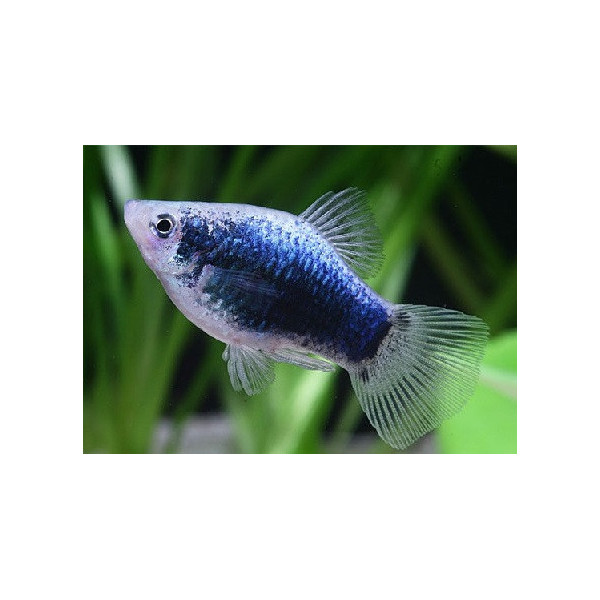 Platy azul xiphophorus maculatus