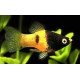 Platy avispa xiphophorus macculatus