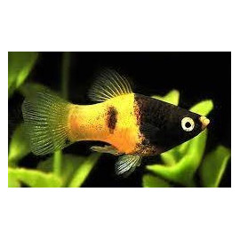 Platy avispa xiphophorus macculatus