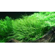 Blyxa japonica 1-2-Grow! Tropica