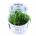 Blyxa japonica 1-2-Grow! Tropica