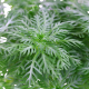 Hottonia palustris Tropica