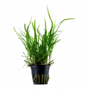 Microsorum pteropus Trident Tropica