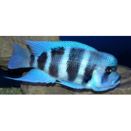 Cyphotilapia frontosa MPIMBWE