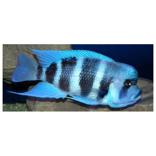 Cyphotilapia frontosa MPIMBWE