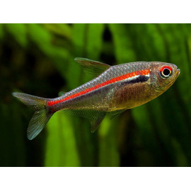 Tetra linia roja Hyphessobrycon amapaensis