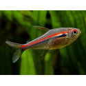 Tetra linia roja Hyphessobrycon amapaensis