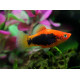 Platy coral negro xiphophorus macculatus