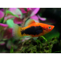 Platy coral negro xiphophorus macculatus