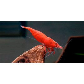 GAMBA ROJA Red Cherry 1.5-2 CM NEOCARIDINA HETEROPODA