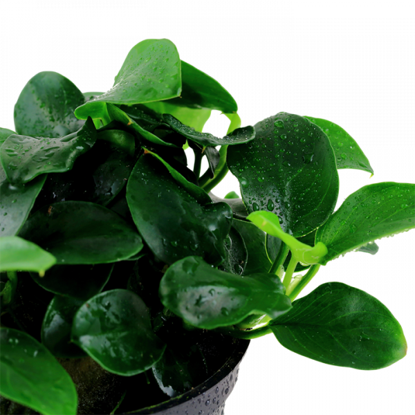 Anubias barteri Petite Tropica