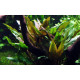 Cryptocoryne undulata Broad Leaves Tropica