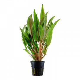 Cryptocoryne undulata Broad Leaves Tropica