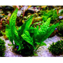 Microsorum India Aquaflora