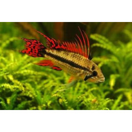 Apistogramma Cacatuoides Doble rojo XL show