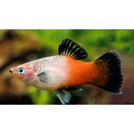 Platy Gold Koi