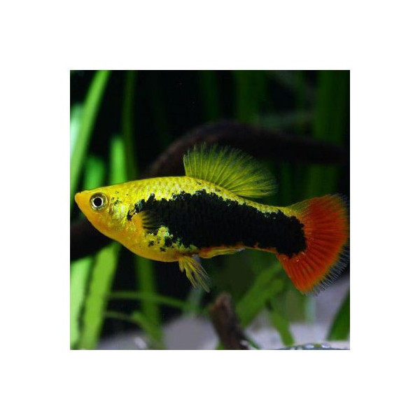 Platy black hawaii