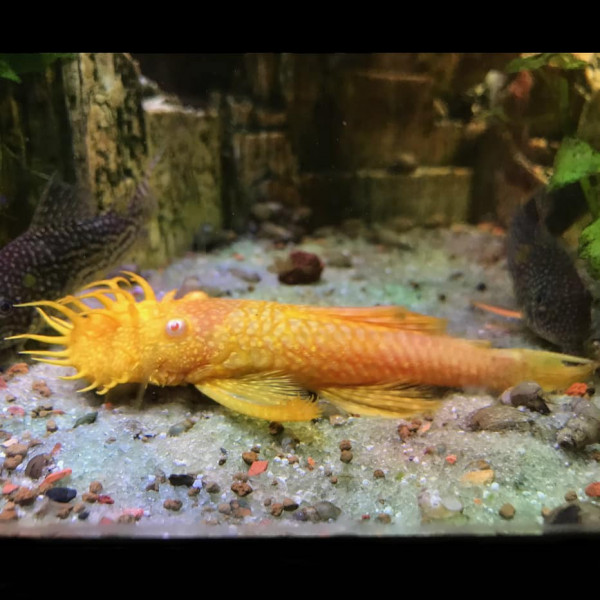 Ancistrus albino XL