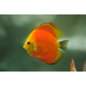 Discus deluxe Marlboro SM