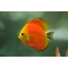 Discus deluxe Marlboro M