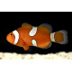 Amphiprion ocellaris misbar