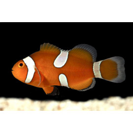 Amphiprion ocellaris misbar