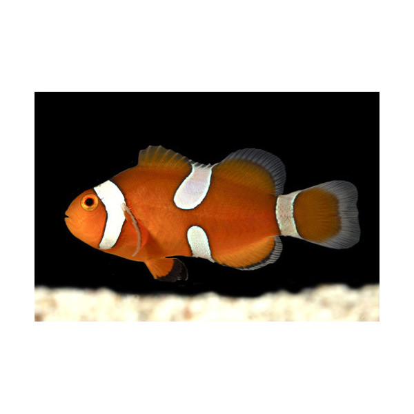 Amphiprion ocellaris misbar