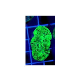 Trachyphyllia Green Ultra Australia S CITES: 24NL328819/11