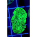 Trachyphyllia Green Ultra Australia 