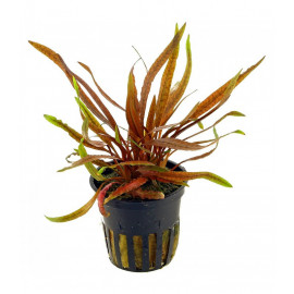 Cryptocoryne albida 'Brown'