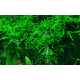Vesicularia ferriei "weeping" (musgo) en tarrina