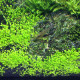 Elatine Hydropiper 1-2- Grow! Tropica