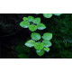 Limnobium laevifolium in vitro