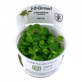 Limnobium laevigatum 1-2-Grow! Tropica