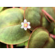Phyllanthus fluitans 1-2-Grow! Tropica
