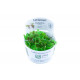 Phyllanthus fluitans 1-2-Grow! Tropica