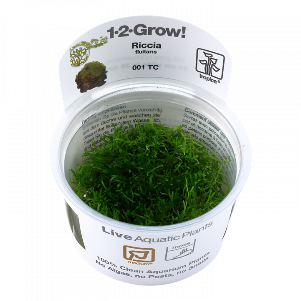 Riccia Fluitans 1-2-Grow! Tropica