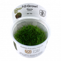 Riccia Fluitans 1-2-Grow! Tropica