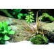 Cryptocoryne albida 'Brown'