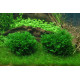 Monosolenium Tenerum 1-2-Grow! Tropica