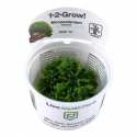 Monosolenium Tenerum 1-2-Grow! Tropica