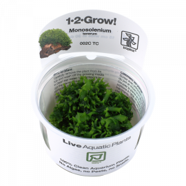 Monosolenium Tenerum 1-2-Grow! Tropica