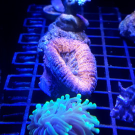 Lobophyllia multicolor CITES 21ptlx00688l