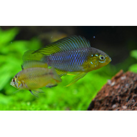 Apistogramma borelli XL